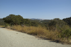 The Cordylanthus is the golden foliage in the foreground. Photo taken at Fort Ord © 2007 Dylan Neubauer. 